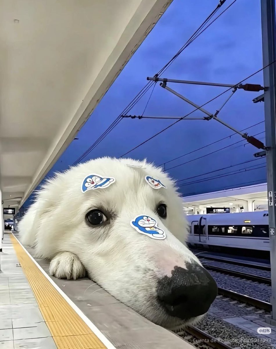 traindog