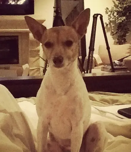 dog