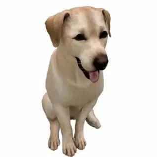 csdoge