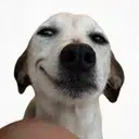 smirk