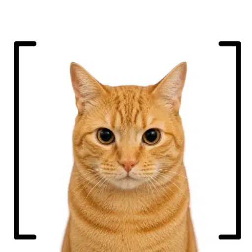 [bracat]
