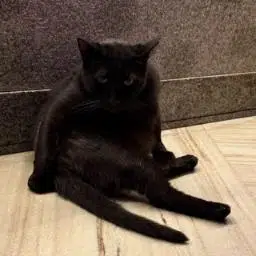 Mufusa