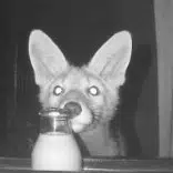 flashfox