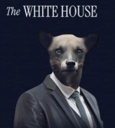 WhiteDog