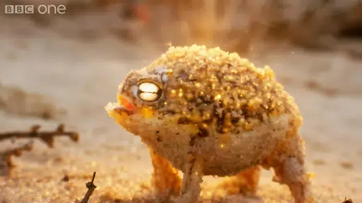 Fwog