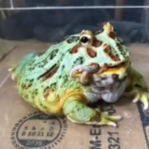 Paul