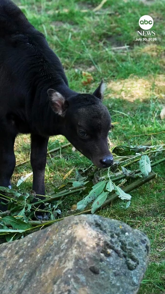 ANOA