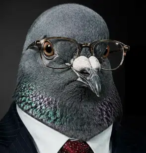 PIGEON