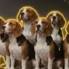 Beaglegate