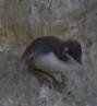 Guillemot