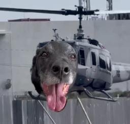HELIDOG