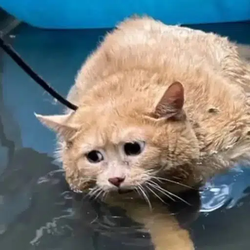 KROSHIK⁠