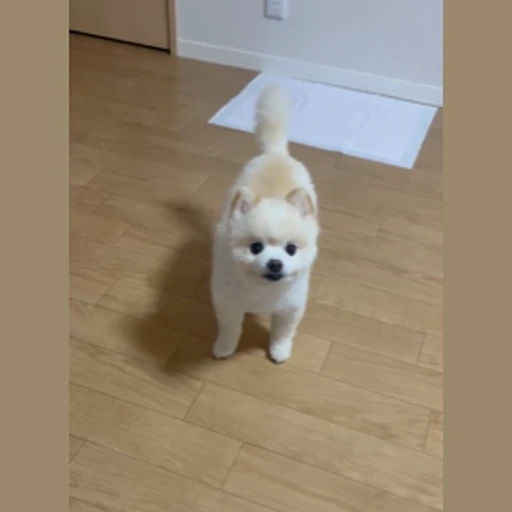 ポンスケ
