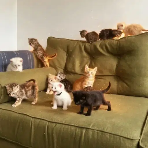 CATBAL