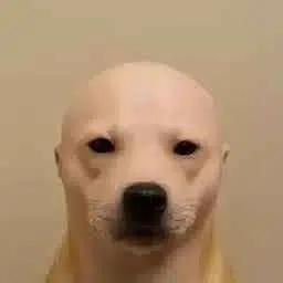 BALD