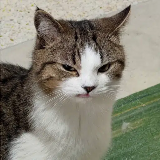 mugcat