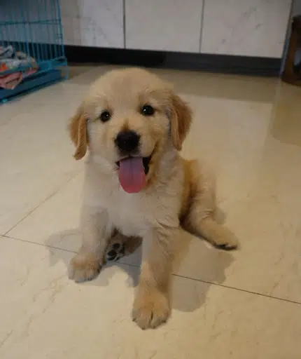cutedog