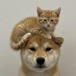 WIF