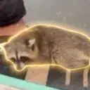 TrashPanda