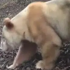 卧龙