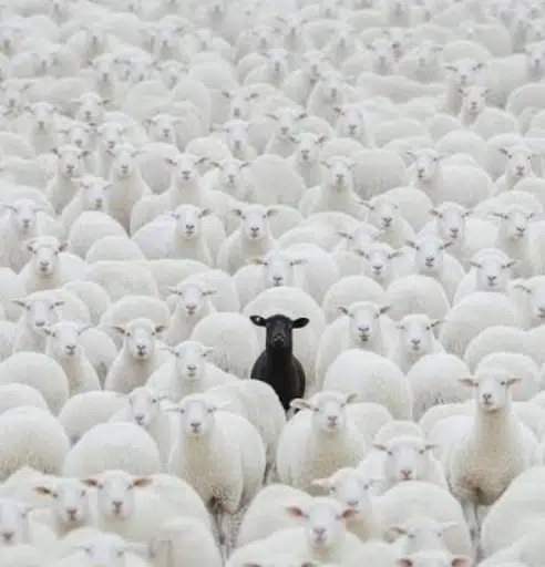 BLACKSHEEP