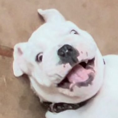 Bob