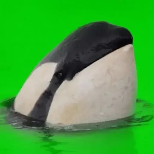 ORCA
