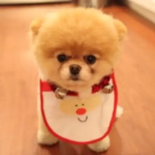 Boo