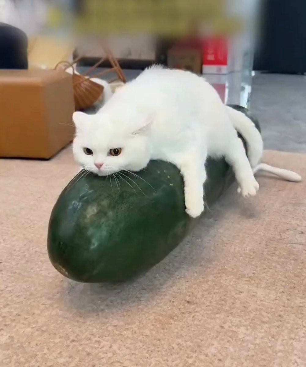 WIF