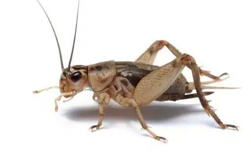 crickets