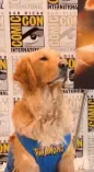 AirBud