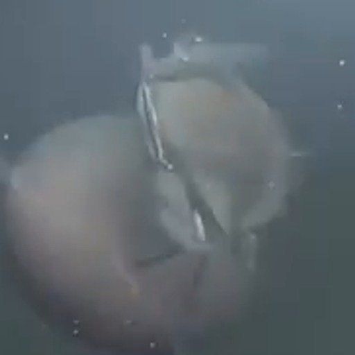 67CRAB