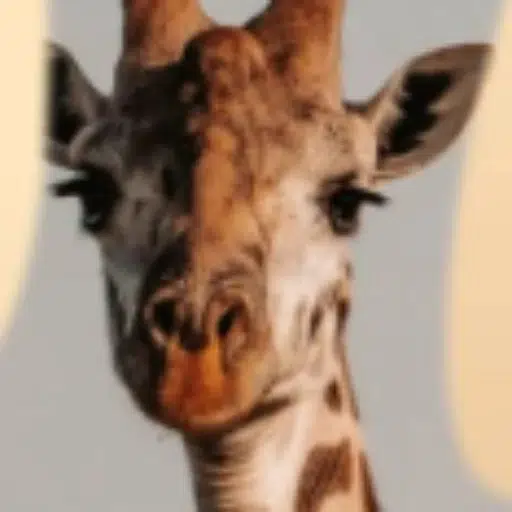GIRAGGE