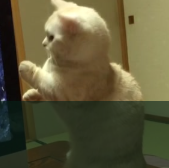 #cat
