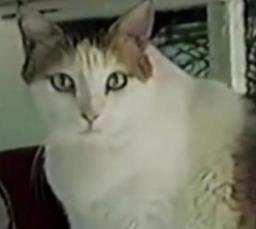 CremePuff