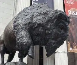 Bison