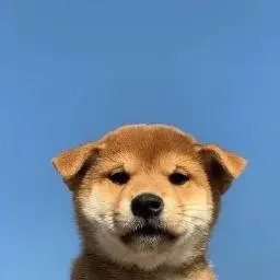 $inu token logo