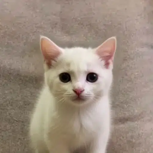tilly