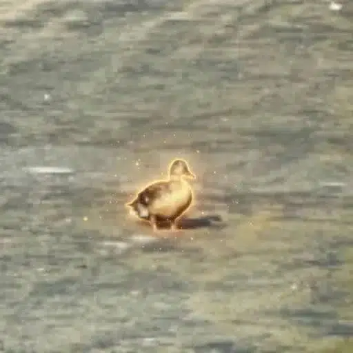 duck