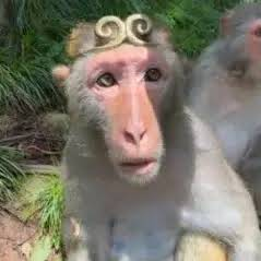 Wukong — King Monkey Solana token traded by KOLs