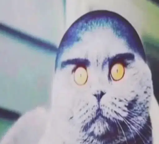 Folkcat