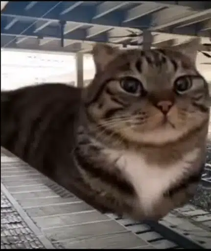 trainloaf