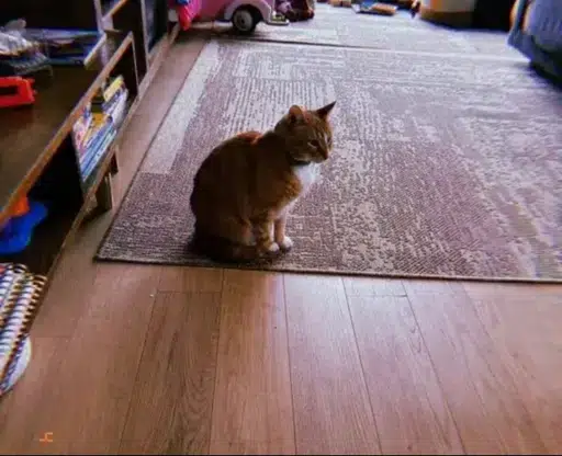 HOBBES