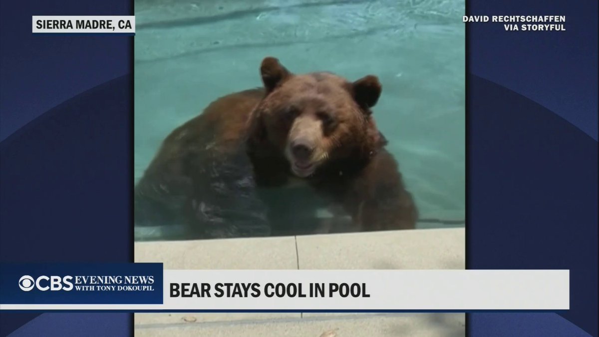 CHILLBEAR logo