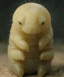 Demodex