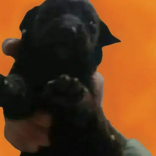 Abel