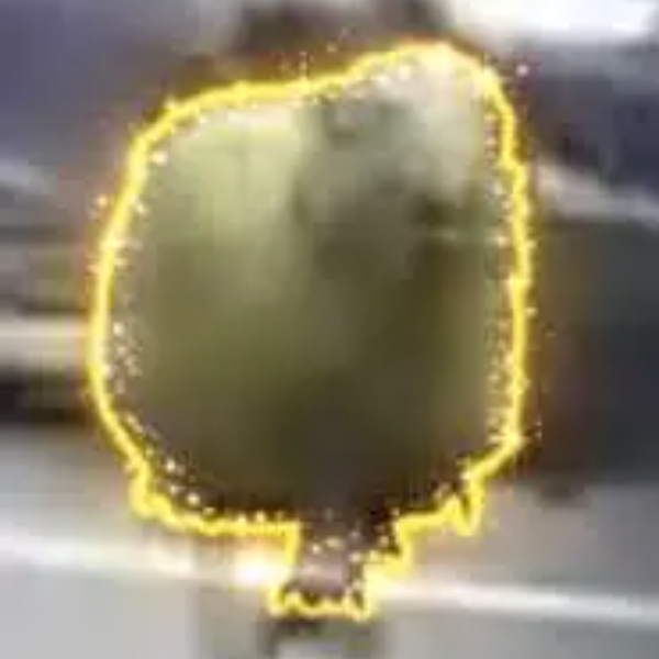 Овца