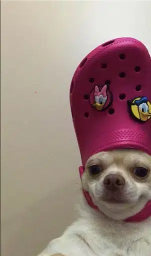 shoe