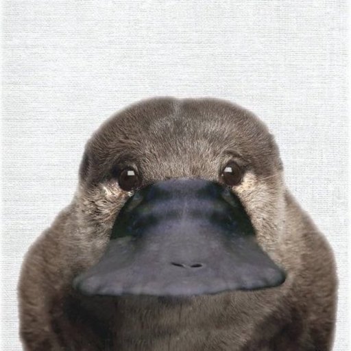 platypus