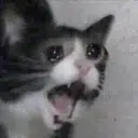 ScreamingCat